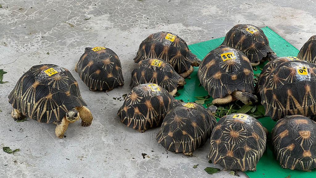 El comercio de medio centenar de especies de fauna o flora pueden quedar restringido para evitar su extinción durante la próxima reunión de la convención que protege la vida silvestre en peligro